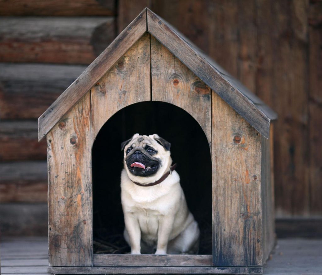 Tips For Taxpayers On National Get Out Of The Doghouse Day