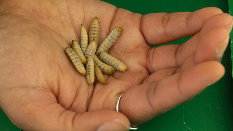 Tyson, one of the biggest meat producers, is investing in insect protein